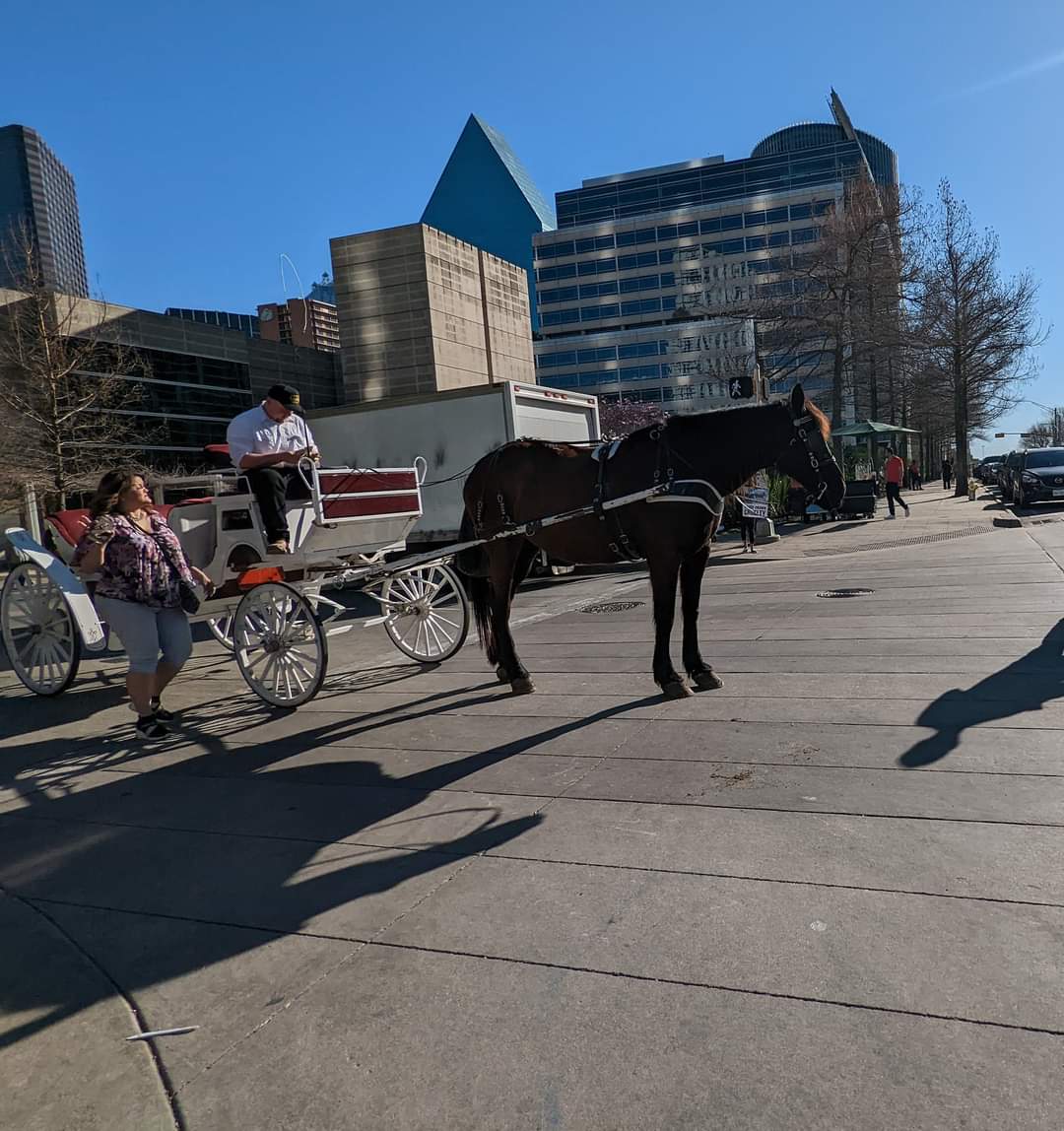 graquelcarbajal's tweet photo. Dear @atkins_tennell @DallasMayor please introduce a ban to rid of this inhumane dangerous business on #Dallaa streets. The City deserves #HumaneTourism 🚫 NOT #AnimalExploitation please #BanHorseCarriages https://t.co/QN6ZtkvRsh