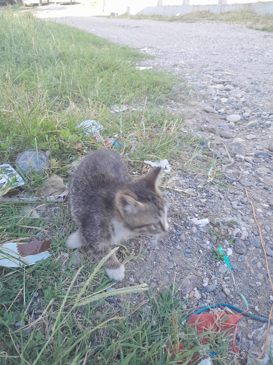 malaslattka's tweet photo. #catgirl #animal this little kitten was abandoned and alone, we rescued the kitten and found a family to adopt him❤️ https://t.co/afKSlbsG0j