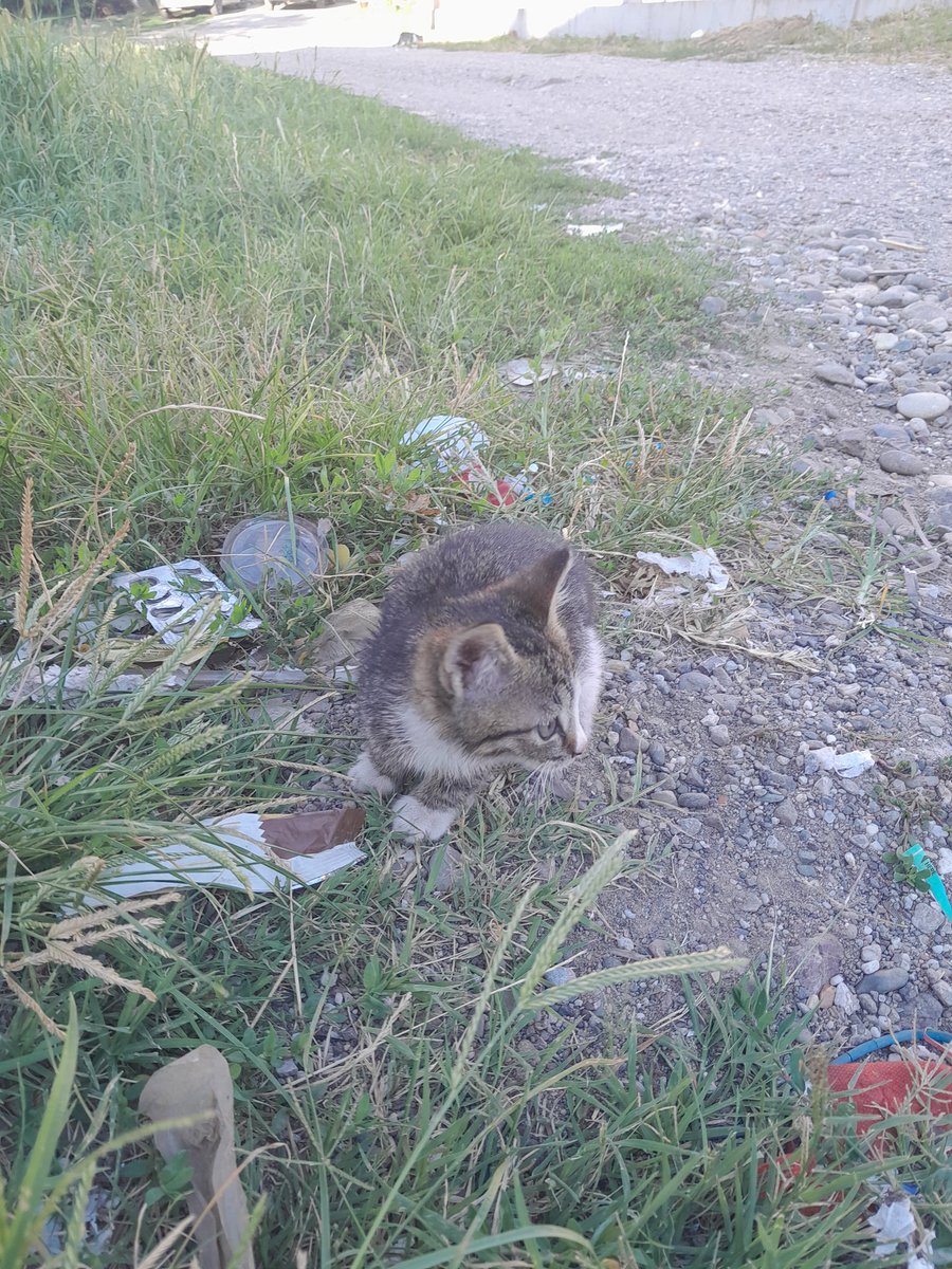 malaslattka's tweet photo. #catgirl #animal this little kitten was abandoned and alone, we rescued the kitten and found a family to adopt him❤️ https://t.co/afKSlbsG0j