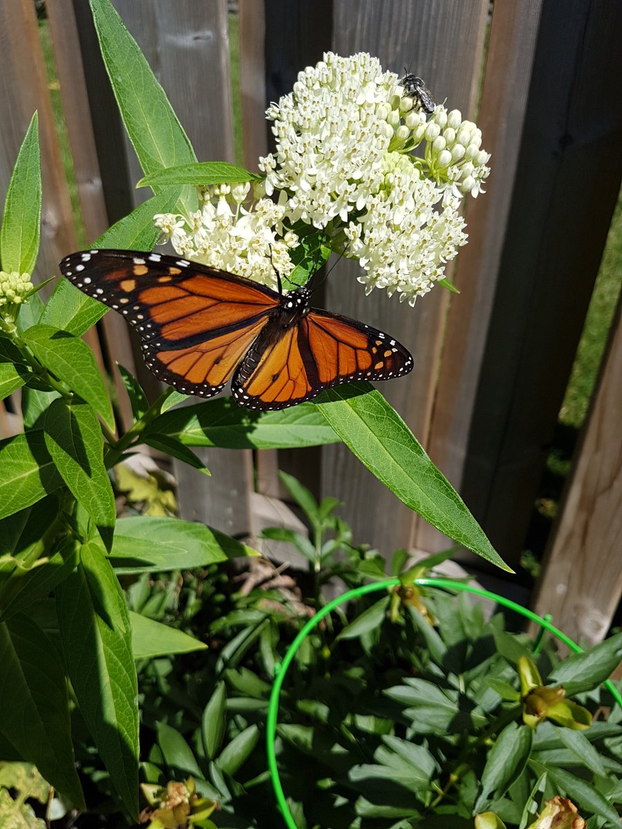 TRCA_HQ's tweet photo. We can't wait to see how everyone celebrates National Flight of the Monarch Day on August 20! Did you know that only males have a black spot on a vein of each hind wing? Females don’t have this, can you tell them apart? https://t.co/m7TppPrWZ1
#FeelTheFlutter https://t.co/Q46NKZ8MN1