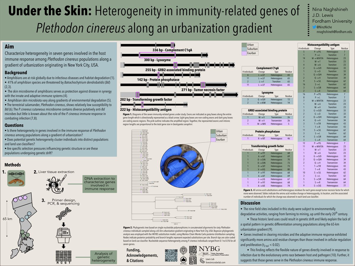 NinzNiche's tweet photo. Hey #ESA2022, stop by my poster today to chat about how urban stressors may influence amphibian genetic variability!  #ESA2022 #CSEE2022 #amphibians #genetics #urbanecology https://t.co/vdk9GCH8JF
