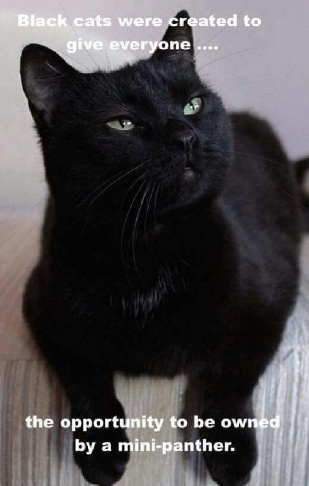 TreasuryMog's tweet photo. "Black cats were created to give everyone the opportunity to be owned by a mini panther"
#BlackCatAppreciationDay 🐈‍⬛🐈‍⬛🐈‍⬛🐈‍⬛🐈‍⬛🐈‍⬛🐈‍⬛🐈‍⬛🐈‍⬛🐈‍⬛🐈‍⬛🐈‍⬛🐈‍⬛🐈‍⬛🐈‍⬛🐈‍⬛🐈‍⬛🐈‍⬛🐈‍⬛🐈‍⬛🐈‍⬛🐈‍⬛🐈‍⬛🐈‍⬛🐈‍⬛🐈‍⬛ https://t.co/rY26dswbr9