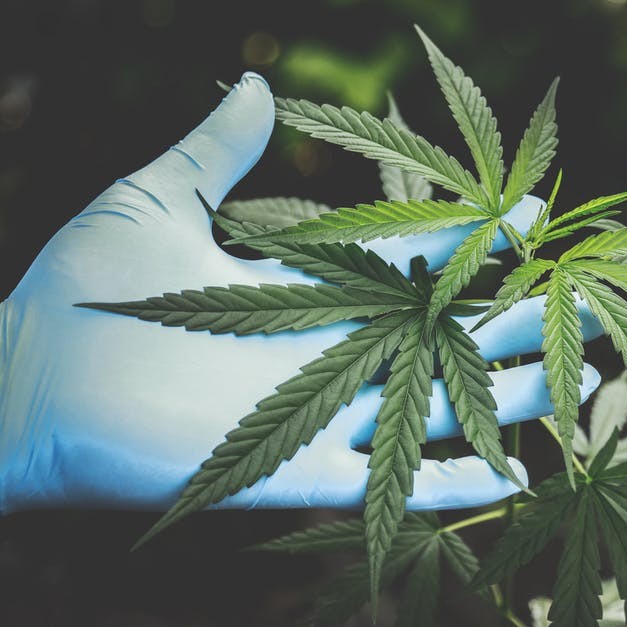 ARM_Mid_America's tweet photo. What's next for #MedicalMarijuana + #WorkersCompensation coverage? @RiskInsurance explores recent court rulings impacting this highly complex issue here: https://t.co/id8oTw8kDZ  🌳🏥
.
.
.
#trending #cannabis #insurance #agencynetwork https://t.co/aDa6rSDOY1