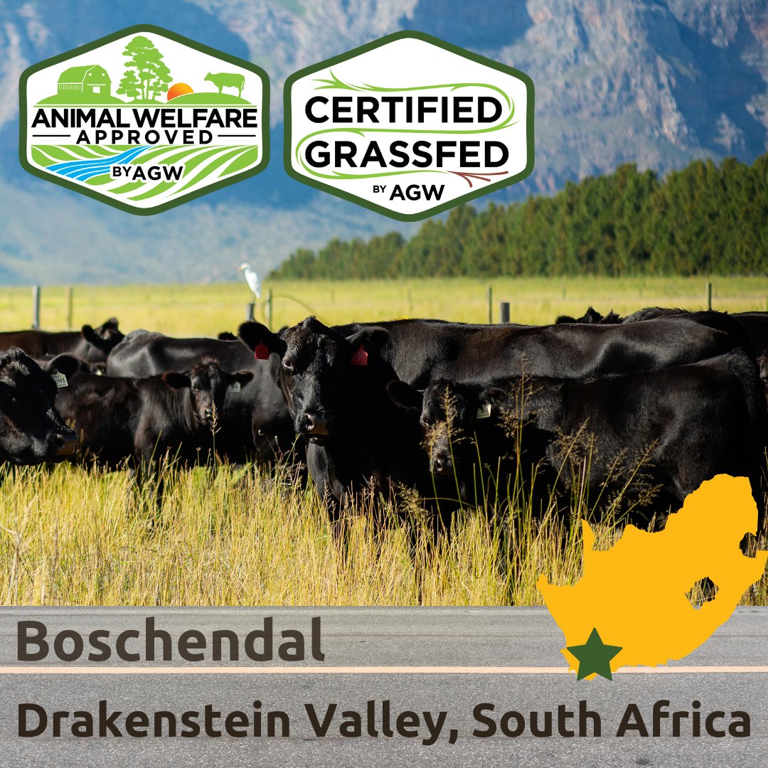 AGreenerWorld's tweet photo. Now we’ve crossed the “pond” and headed to South Africa to visit @BoschendalFarm. At Boschendal “#Sustainability is at the heart of everything we do." https://t.co/IiDuNahdNf 

#Certified #AnimalWelfareApprovedByAGW #GrassfedByAGW #AGWRoadTrip #Climate https://t.co/dDrtH9SaxV