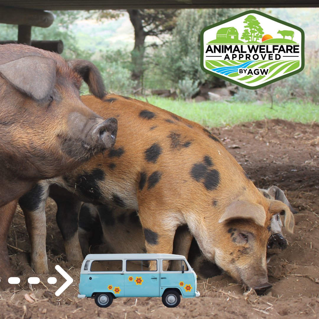 AGreenerWorld's tweet photo. Now we’ve crossed the “pond” and headed to South Africa to visit @BoschendalFarm. At Boschendal “#Sustainability is at the heart of everything we do." https://t.co/IiDuNahdNf 

#Certified #AnimalWelfareApprovedByAGW #GrassfedByAGW #AGWRoadTrip #Climate https://t.co/dDrtH9SaxV