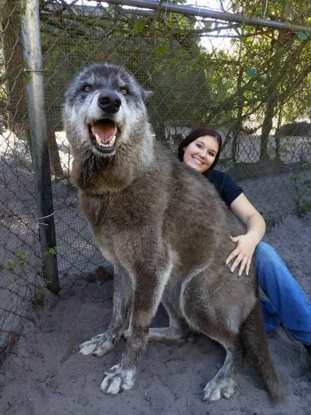 angie_karan's tweet photo. This giant being was dumped at a killshelter after growing too big &amp; becoming too much for his guardian to handle. A sanctuary took him instead &amp; saved his life! DNA testing came back as 87.5% Gray Wolf,8.6% Siberian Husky &amp; 3.9% German Shepherd Read more: https://t.co/85Uzm4LCK7 https://t.co/2IXlyFaDpm
