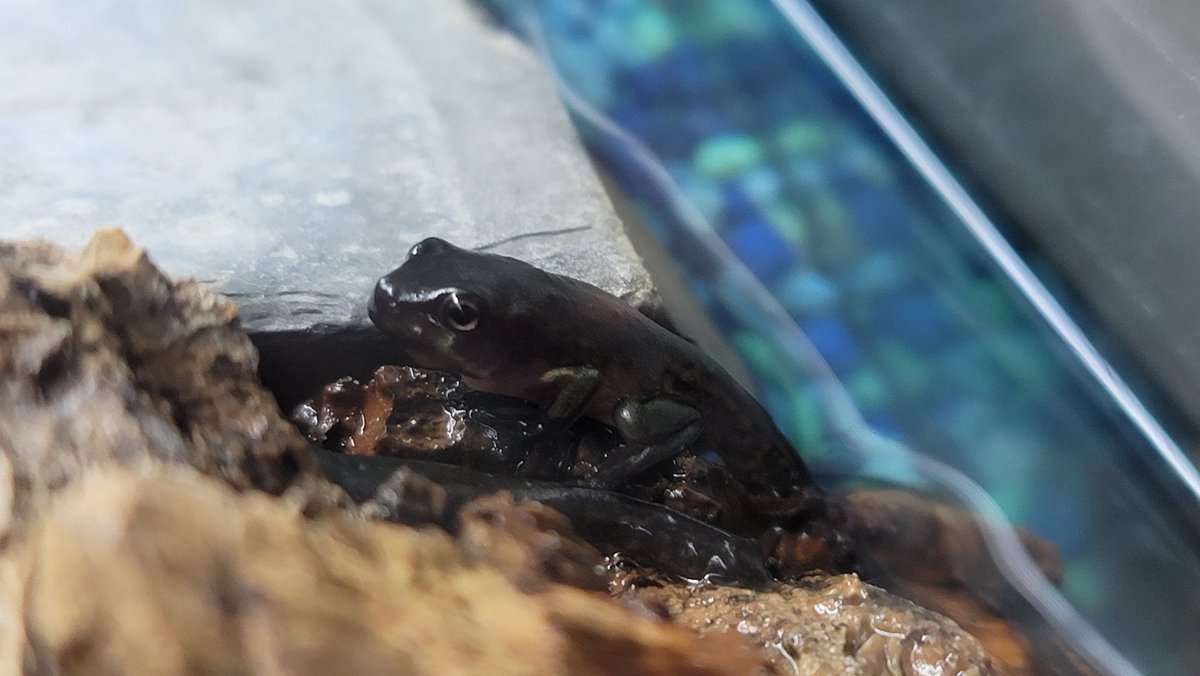 FeelinFroggieMO's tweet photo. One of the newbies who emerged from the water yesterday. 🐸💚🐸
#WhitesTreeFrog #WTF #DumpyTreeFrog #LitoriaCaerulea https://t.co/E7xQhW1rJC