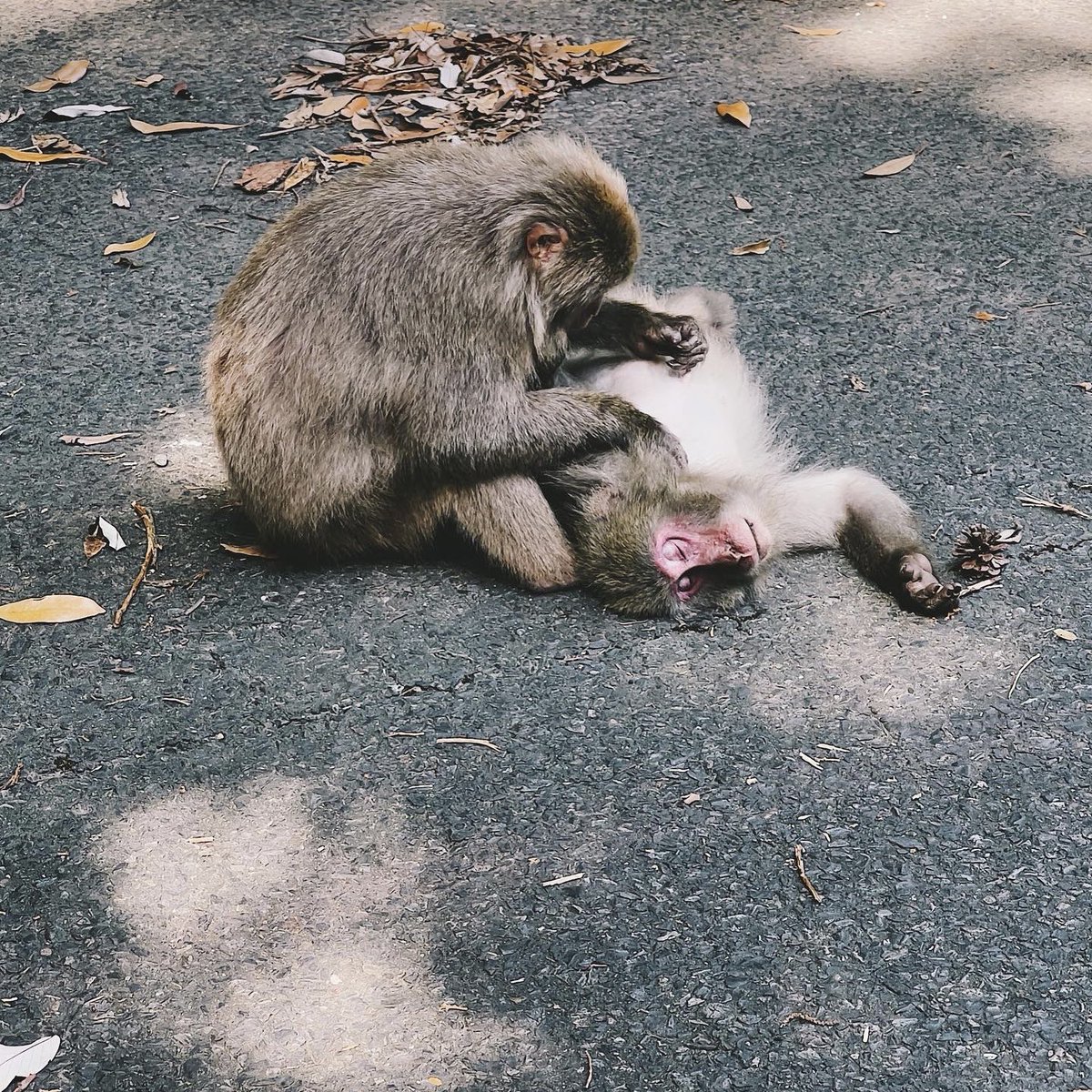 Andrius Kleiva tweet media