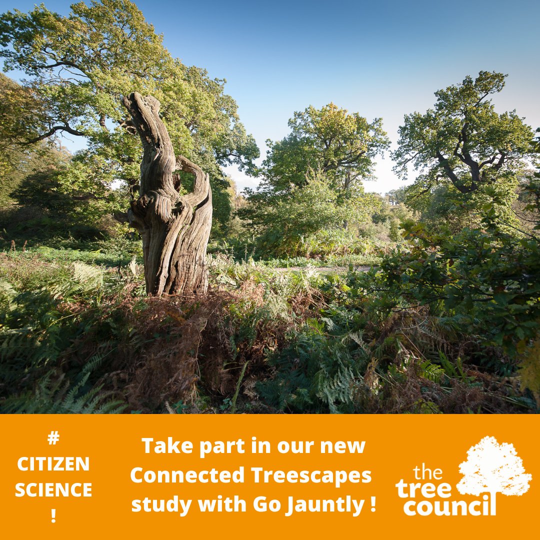TheTreeCouncil's tweet photo. 🌳🌲🌳🌲Into forest bathing or woodland wandering? Take part in this new #ConnectedTreescapes research study &amp; help discover the wonder of trees @gojauntly @NatForestCo @DerbyUni @UK_Treescapes #Treefest #UKTreescapes #TheNationalForest #HappinessOutdoors #DerbyUni https://t.co/uLz52r6pCN