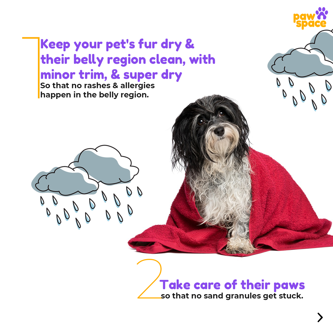 Pawspaceindia's tweet photo. This monsoon lets ensure a pleasant home grooming for our little pets with these tips &amp; comfort them with happiness &amp; a joyful monsoon environment for your Pawrtners.
#pawspace #pawsome #monsoontipsforpets
#dog #dogsofinstagram #dogs #dogstagram #doglover #dogoftheday #doglovers https://t.co/QwKwQBGazr