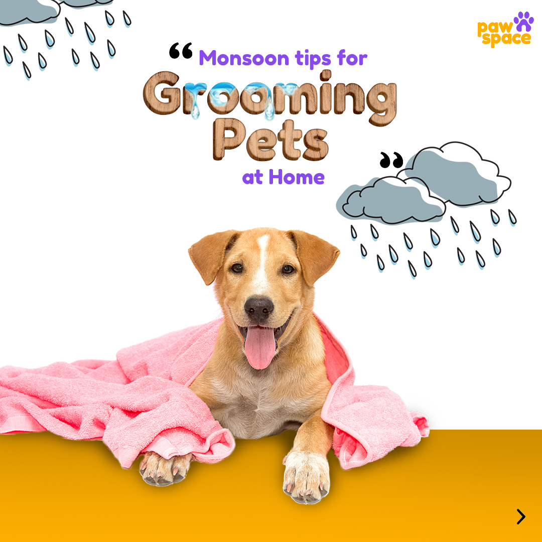 Pawspaceindia's tweet photo. This monsoon lets ensure a pleasant home grooming for our little pets with these tips &amp; comfort them with happiness &amp; a joyful monsoon environment for your Pawrtners.
#pawspace #pawsome #monsoontipsforpets
#dog #dogsofinstagram #dogs #dogstagram #doglover #dogoftheday #doglovers https://t.co/QwKwQBGazr