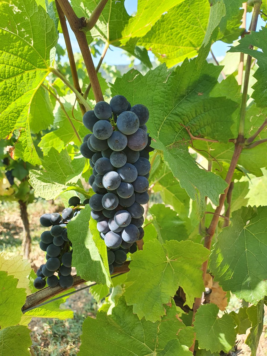 Les raisins sont déjà beaux avec parfois 12% de potentiel et les vendanges se précisent pour tout début septembre 🍇
#EmileBeyer #alsacerocks #drinkalsace #Eguisheim