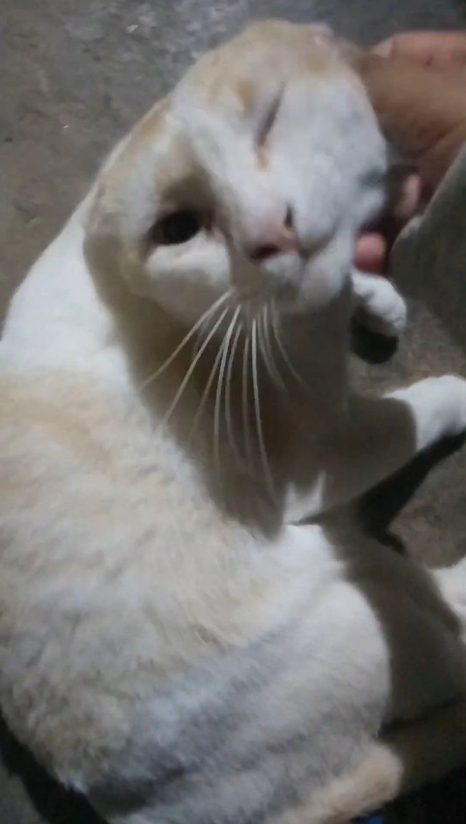_alizkwameow's tweet photo. แมวอ้วนตัวโตสุดไม่อยู่แล้ว

ถึงจะเสียใจที่ไม่ได้อยู่กับน้องตอนเสียเมื่อตีสามของเช้าวันจันทร์ แต่ว่าก็ขอให้หนูวิ่งเล่นกับเพื่อนๆ บนดาวแมวอย่างมีความสุขนะข้าวสวย https://t.co/ZeghaNr4R7