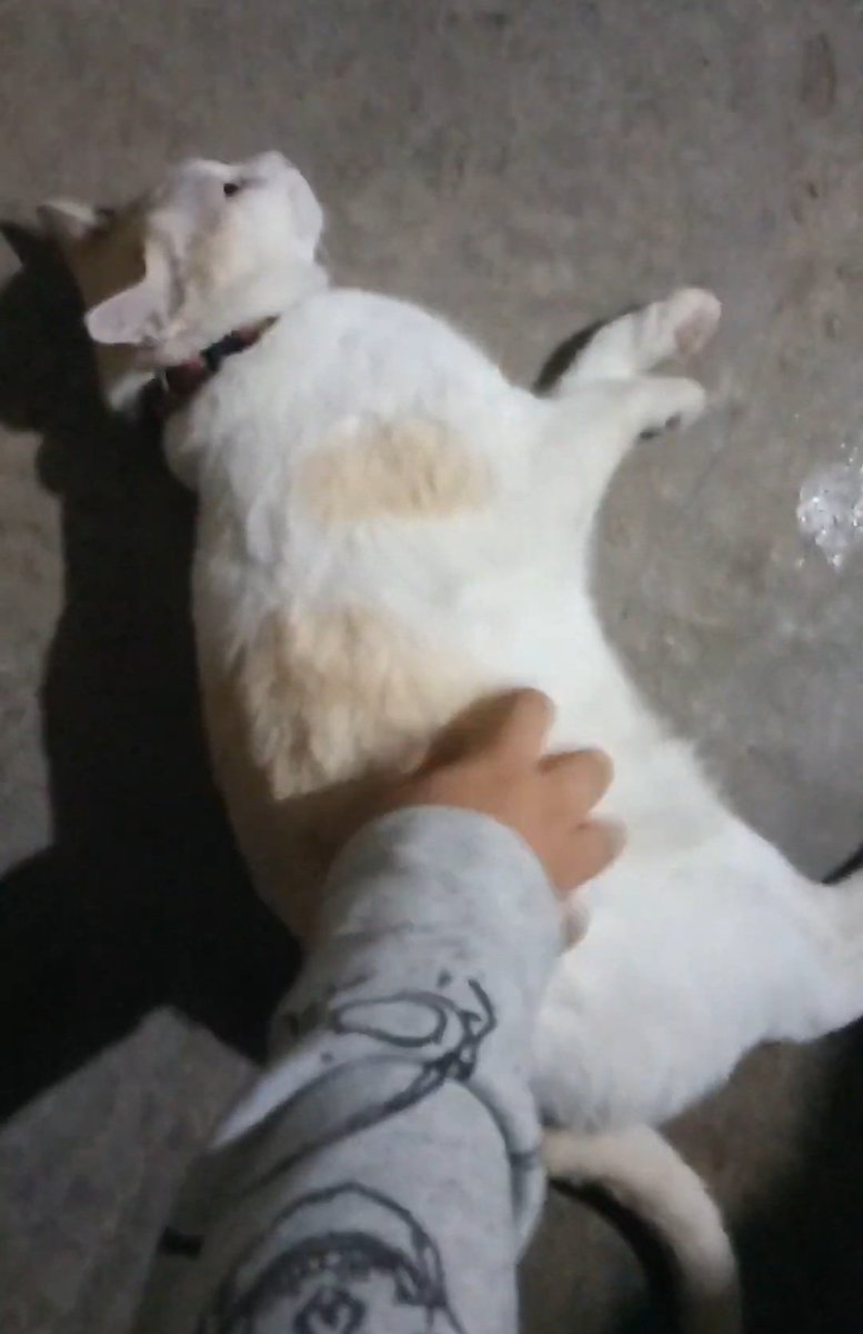 แมวอ้วนตัวโตสุดไม่อยู่แล้ว

ถึงจะเสียใจที่ไม่ได้อยู่กับน้องตอนเสียเมื่อตีสามของเช้าวันจันทร์ แต่ว่าก็ขอให้หนูวิ่งเล่นกับเพื่อนๆ บนดาวแมวอย่างมีความสุขนะข้าวสวย