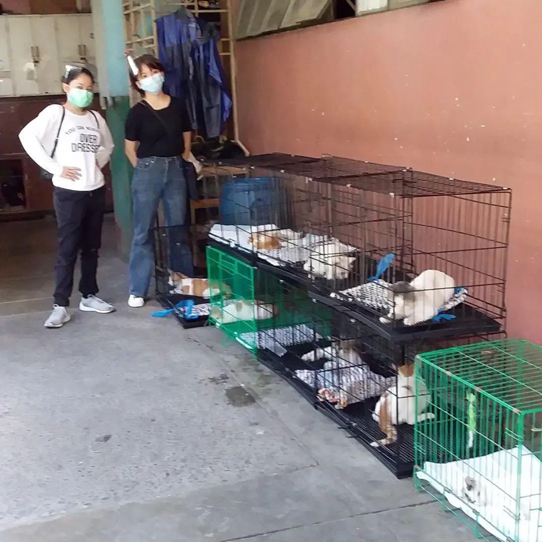 CEUcats's tweet photo. We did our best to become an official organization to help these cats out while being mindfull of the admin and student body. Pero ang hirap pag wala kang support from your fellow escolarians and faculty. https://t.co/cwKjkaboZP