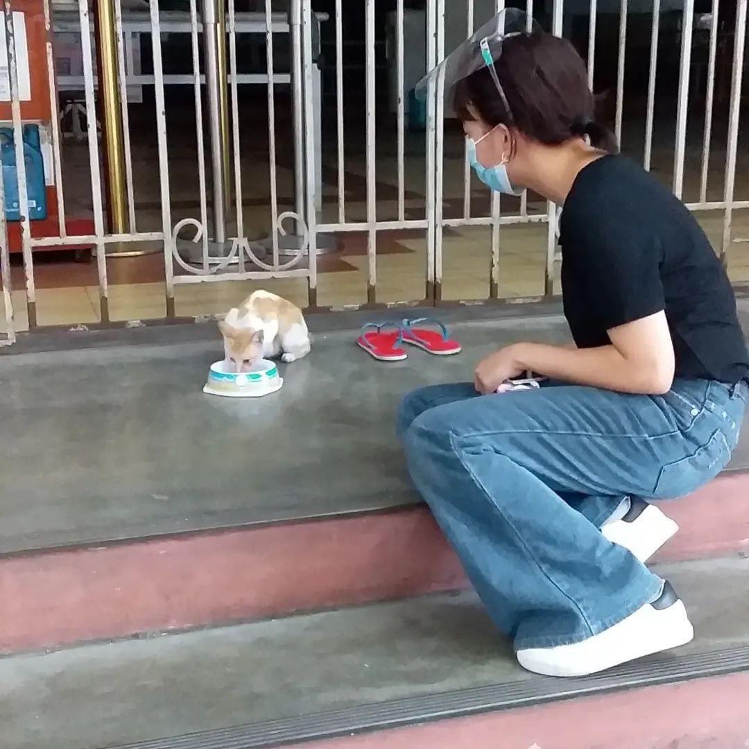 CEUcats's tweet photo. We did our best to become an official organization to help these cats out while being mindfull of the admin and student body. Pero ang hirap pag wala kang support from your fellow escolarians and faculty. https://t.co/cwKjkaboZP