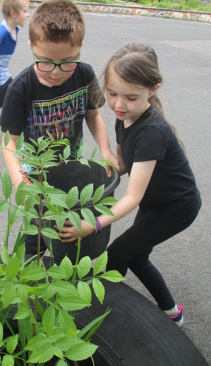 StrachurP's tweet photo. A spot of gardening this afternoon in the school grounds by  P1-4 😀 #strachur #strachurprimary #abc_OCTF #outdoorlearning #argyllandbute #weeclass  #RRS #Article29 #collaboration https://t.co/et1cfcpPVs
