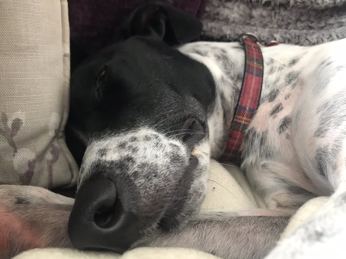 What I aspire to #afternoonnaps #totalrelaxation #DogsofTwittter #Oreo #LurcherLife 🐾
