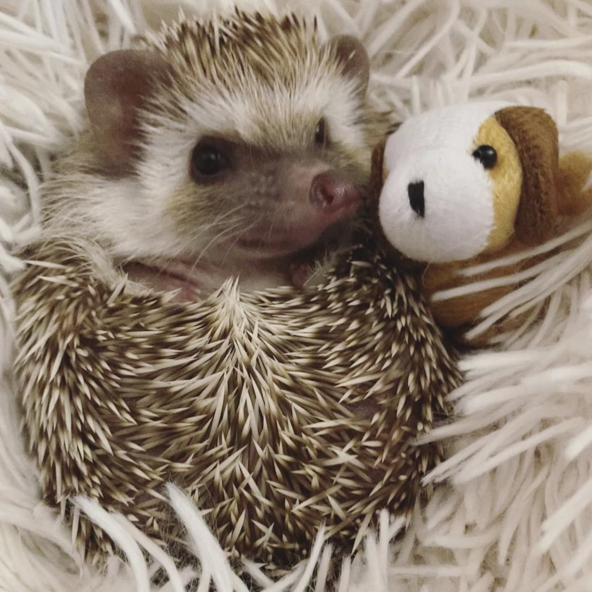 daily__hedgehog's tweet photo. Wednesday 17th August, 2022 https://t.co/E4LNThMnnf
