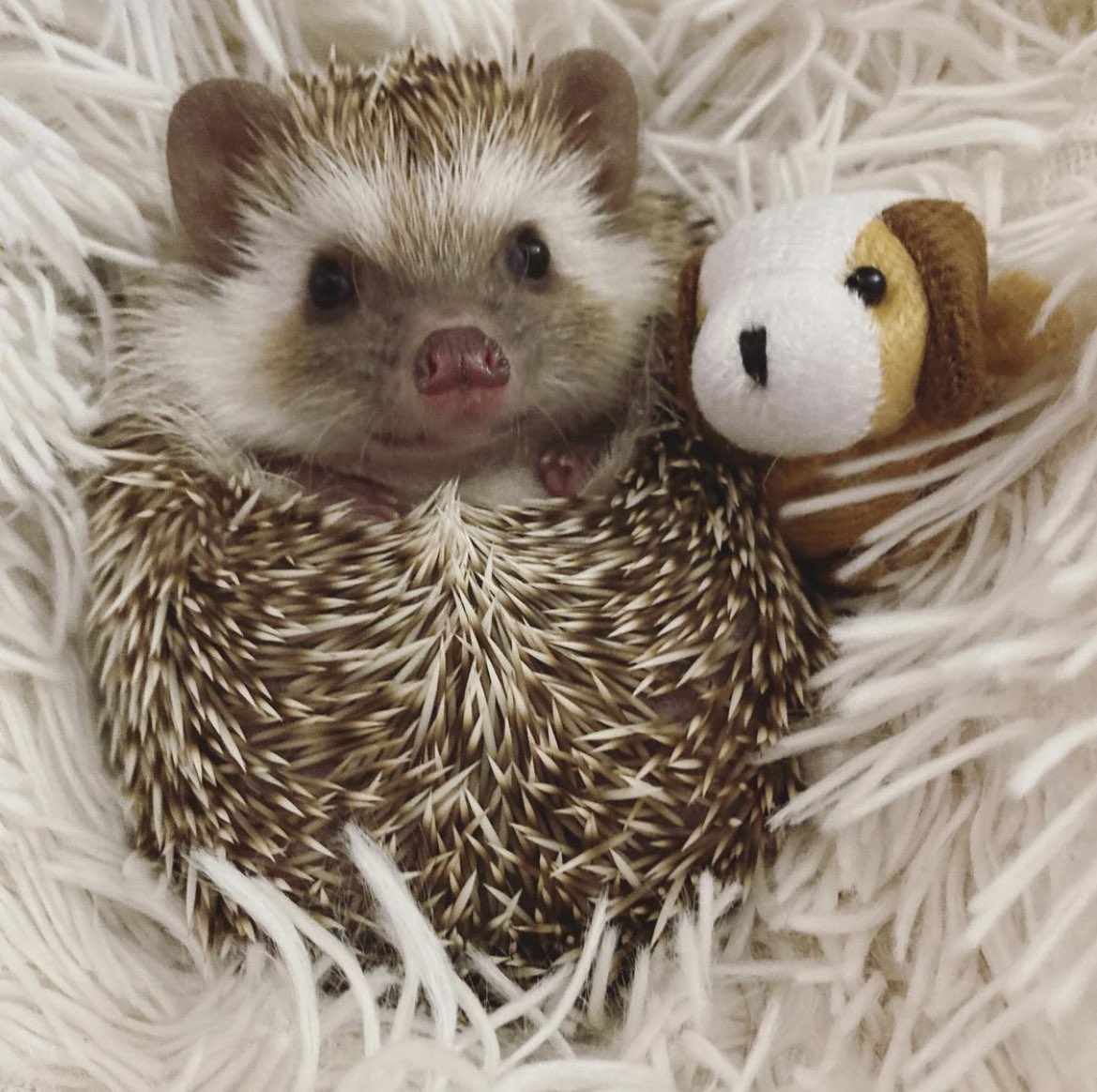 daily__hedgehog's tweet photo. Wednesday 17th August, 2022 https://t.co/E4LNThMnnf