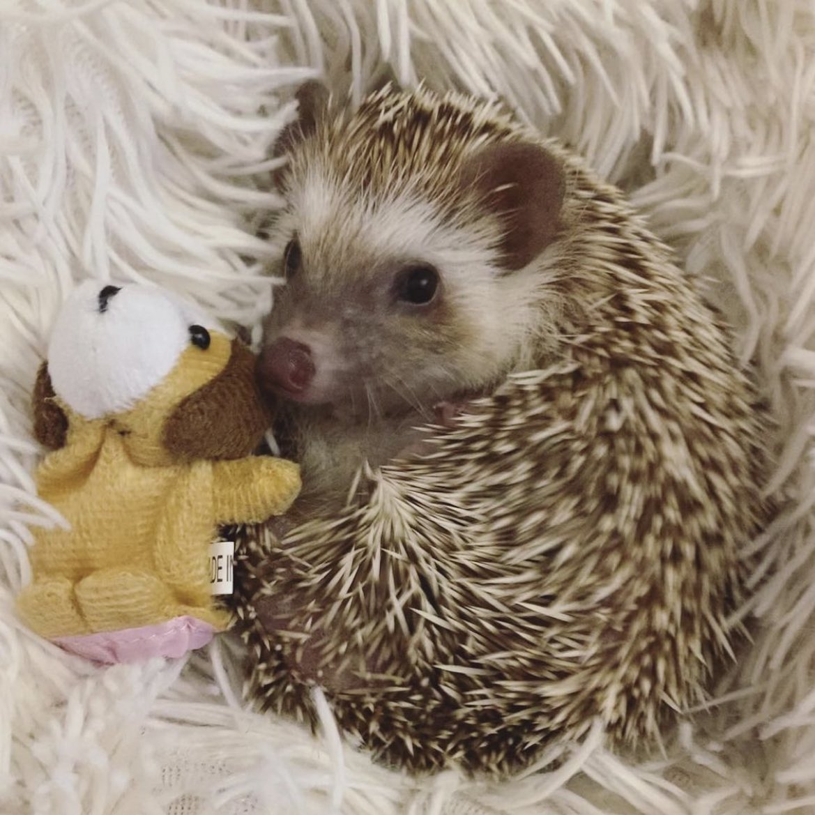 daily__hedgehog's tweet photo. Wednesday 17th August, 2022 https://t.co/E4LNThMnnf