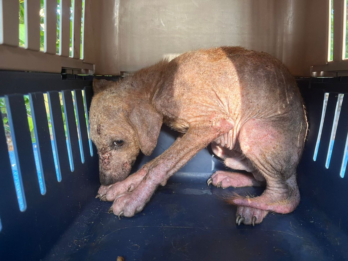 Así amanece Alexa. Tantas personas que pasaron por su lado y voltearon la cara. Nosotros no le vamos a fallar. Necesitamos su ayuda 🙏🏾 <a href="/MONYRODRIGUEZOF/">MÓNICA RODRÍGUEZ 🐤</a> <a href="/DanielSamperO/">Daniel Samper Ospina</a> <a href="/CVillaloboss/">Carmen Villalobos</a> <a href="/AleGiraldoP/">Alejandra Giraldo</a> #OneLove
