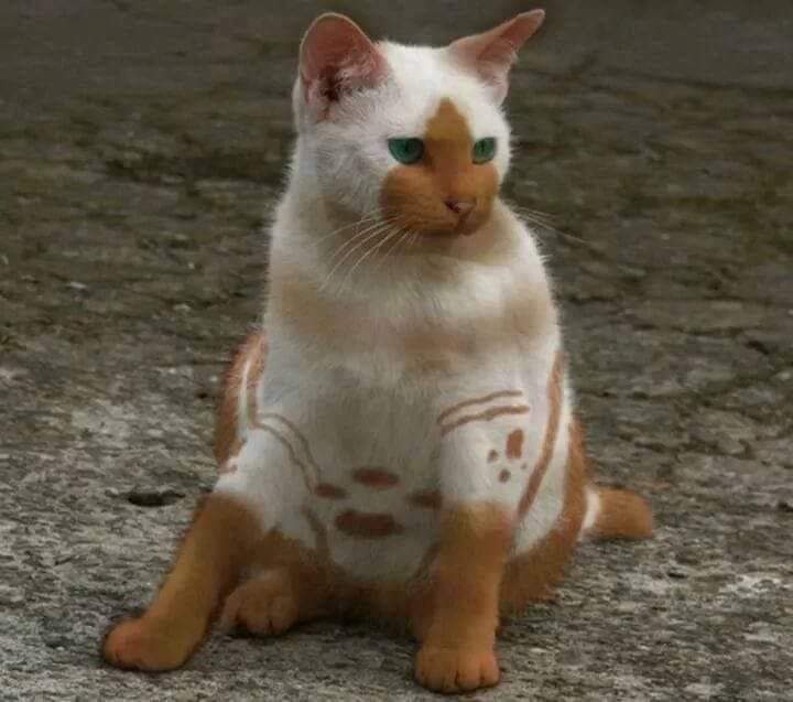 Incroyable beauté 😍🤍🧡