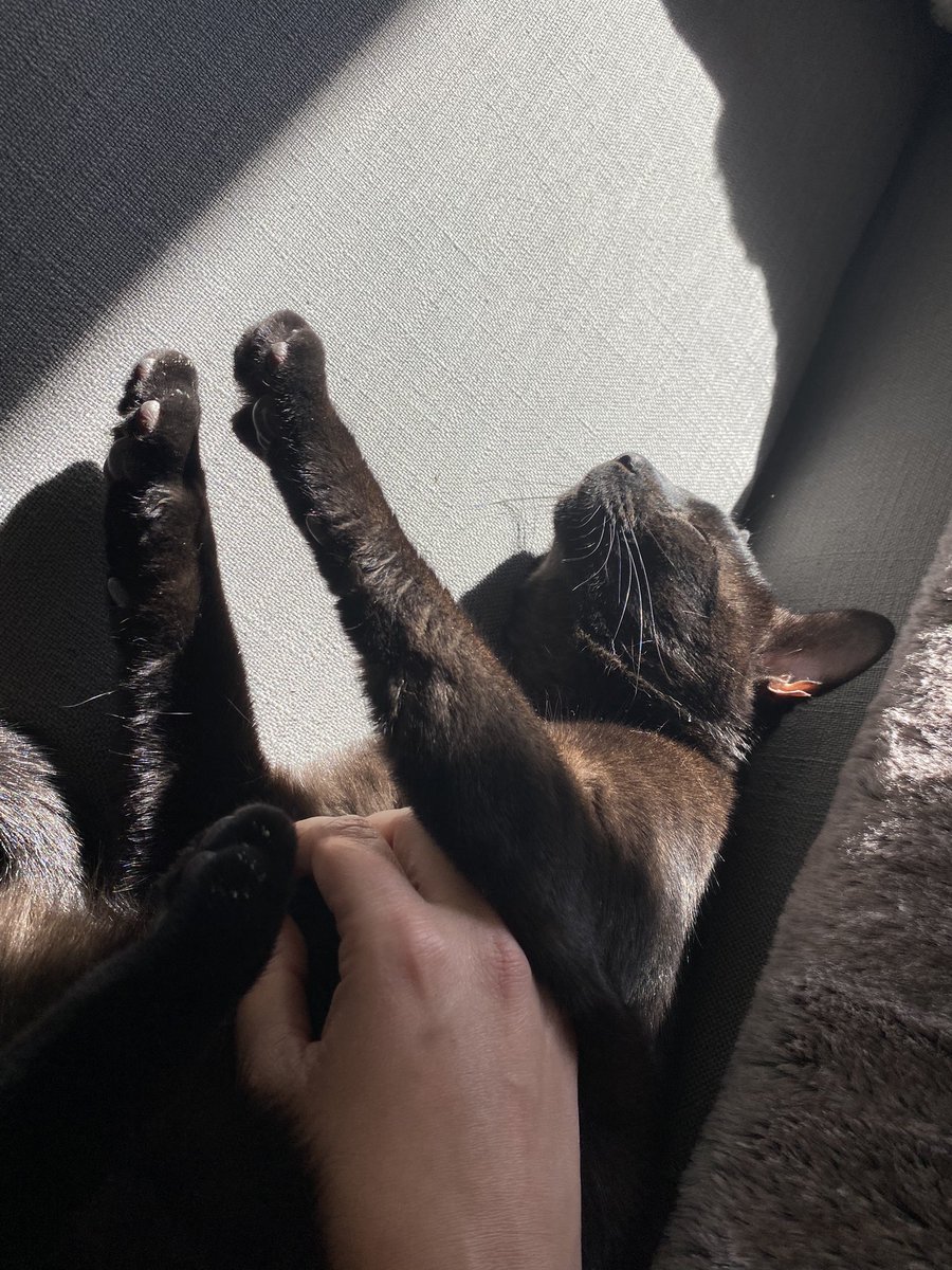 ChrlstaAlexIs's tweet photo. Mister Salem  #BlackCatAppreciationDay https://t.co/e6xbevX5Zb