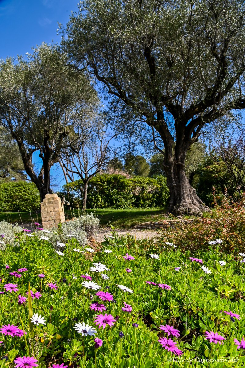 La ville de #Cagnessurmer vous souhaite une belle journée ! 😍
Chaque matin une photo pour découvrir ou redécouvrir les paysages de notre commune ! 😎 #museeerenoir

📸 Ville de Cagnes-sur-Mer/ Nicolas Chaxel 
<a href="/TourismeCagnes/">Cagnes Tourisme</a>  
#nature #Cagnesvillenature #vert #pictureoftheday