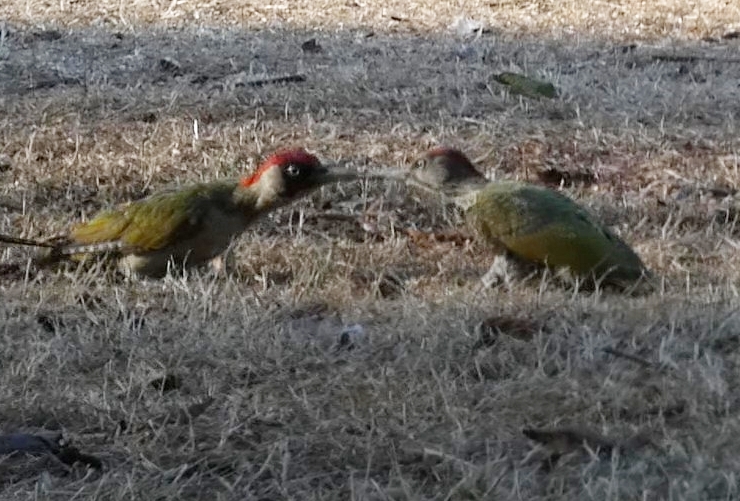 HirshC's tweet photo. woodpeckers in a territorial dispute
Which one do you think won? https://t.co/U0qt9tvWex