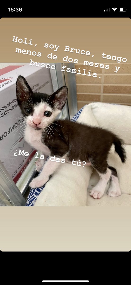 MartaSemitiel's tweet photo. Me los encontré en un campo acosados por dos perros enormes. Ahora intento buscarles un hogar. ¿Quieres cambiar su vida y la tuya? Escríbeme. #AdoptaNoCompres #Gatitos #Murcia #Animales #CatsOnTwitter https://t.co/606pypVkMp