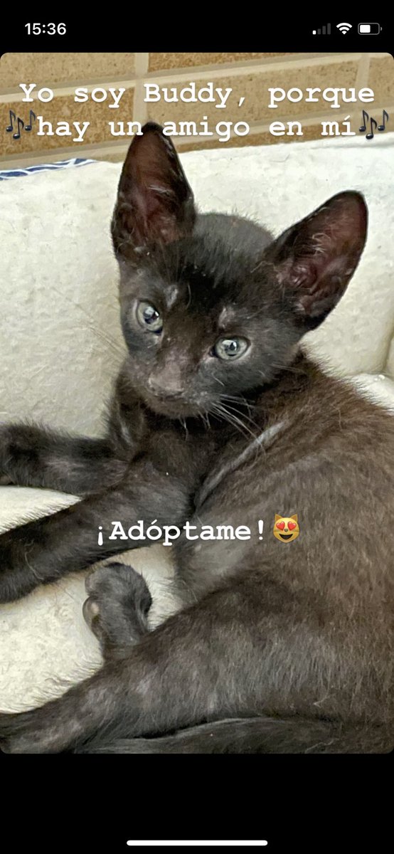 MartaSemitiel's tweet photo. Me los encontré en un campo acosados por dos perros enormes. Ahora intento buscarles un hogar. ¿Quieres cambiar su vida y la tuya? Escríbeme. #AdoptaNoCompres #Gatitos #Murcia #Animales #CatsOnTwitter https://t.co/606pypVkMp