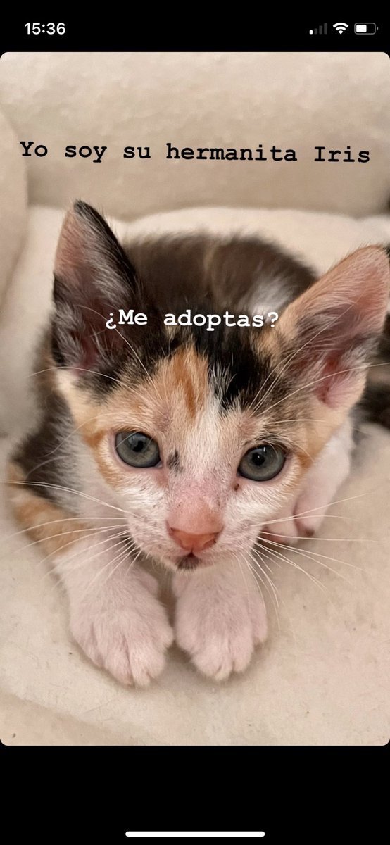MartaSemitiel's tweet photo. Me los encontré en un campo acosados por dos perros enormes. Ahora intento buscarles un hogar. ¿Quieres cambiar su vida y la tuya? Escríbeme. #AdoptaNoCompres #Gatitos #Murcia #Animales #CatsOnTwitter https://t.co/606pypVkMp