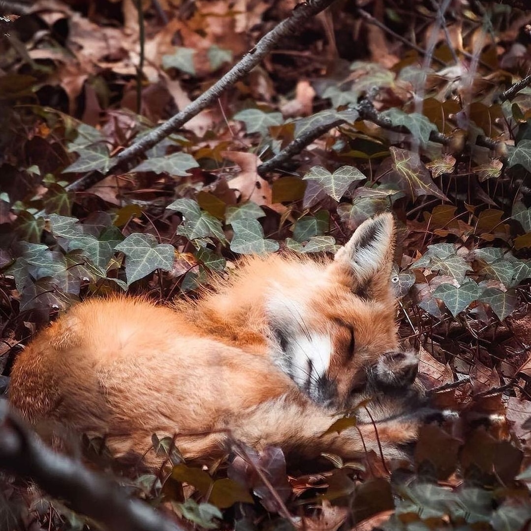 fox_lover_life's tweet photo. Tweeter
A little father and son time.
#fox #redfox #foxesofinstagram #arcticfox #foxred #wildfox #babyfox #vulpesvulpes #fennecfox #foxlife #foxlovers #cutefox #photofox #foxdrawing #vulpes #foxplay #foxlover #articfox #foxfurcoat #snowfox #foxs #foxes_club #clevyrthystle https://t.co/dLeYUabv5U