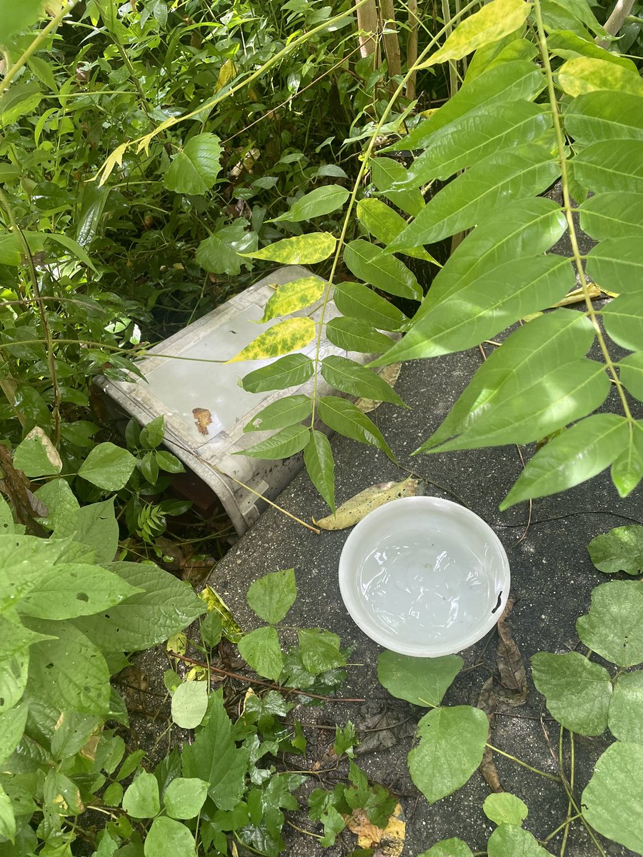 aue_cat's tweet photo. 餌場異常なし！
猫さんには会えませんでした🥲 https://t.co/5jZaJwzjzI