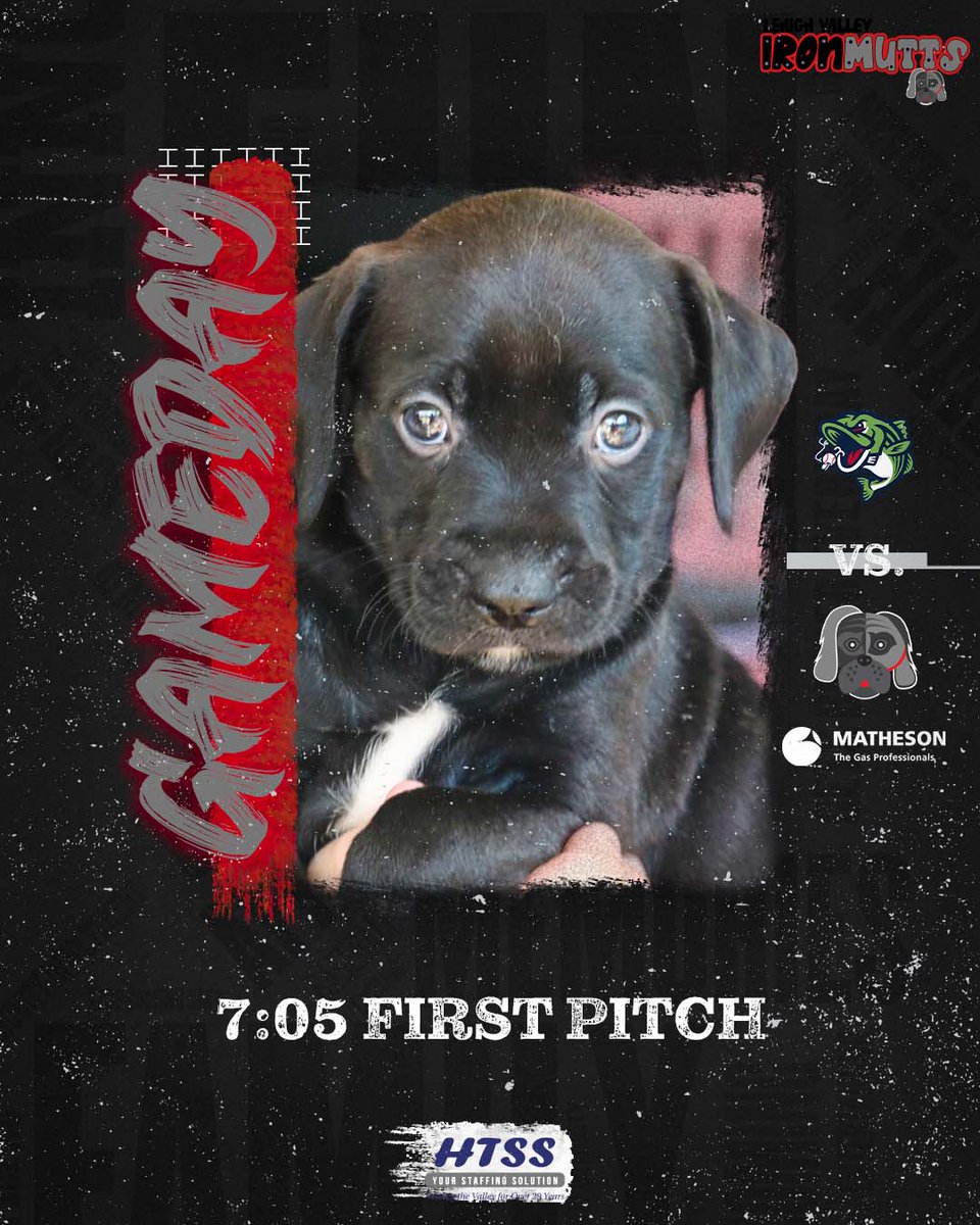 IronPigs's tweet photo. The underdog's day is here! 🐶 

The largest dog adoption ever at a sporting event goes down tonight at Coca-Cola Park. Celebrate these pups as the Lehigh Valley Iron Mutts take the field. @MathesonGas 

🎟️: https://t.co/eHQR8EgF5W https://t.co/fbfcuHzj2c