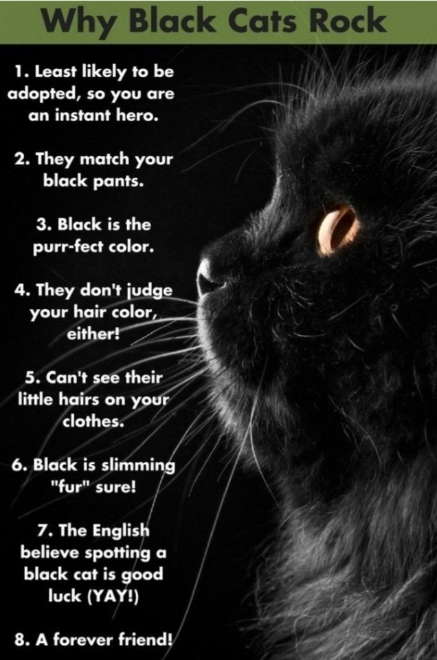The benefits of having a black cat in your home #BlackCatAppreciationDay 🐈‍⬛🐈‍⬛🐈‍⬛🐈‍⬛🐈‍⬛🐈‍⬛🐈‍⬛🐈‍⬛🐈‍⬛🐈‍⬛🐈‍⬛🐈‍⬛🐈‍⬛🐈‍⬛