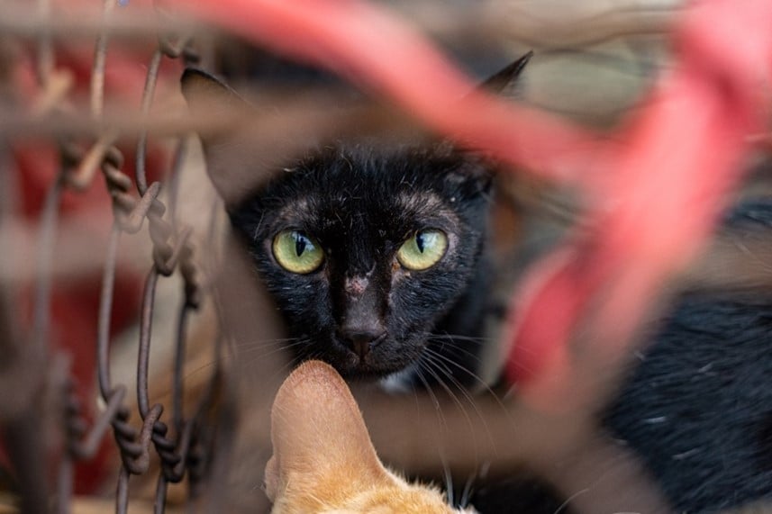FOURPAWSUSA's tweet photo. It's #BlackCatAppreciationDay!
We #FightForCats worldwide, and are on a mission to end the dog and cat meat trade in SE Asia.
To show solidarity and appreciation for black cats everywhere, reply with a photo of your black cat!
https://t.co/LDIv2LVp5k https://t.co/fRfILMXyJV