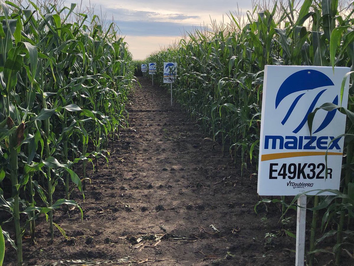 BGFservices's tweet photo. We had a great night of conversation and food at our plot event last night. Thanks to @Prograin_inc @clemon_11 and @maizexseedscanada for making it a successful night. #soybeans #corn #ontag #canadianag #farming https://t.co/SfRX0Ssugv