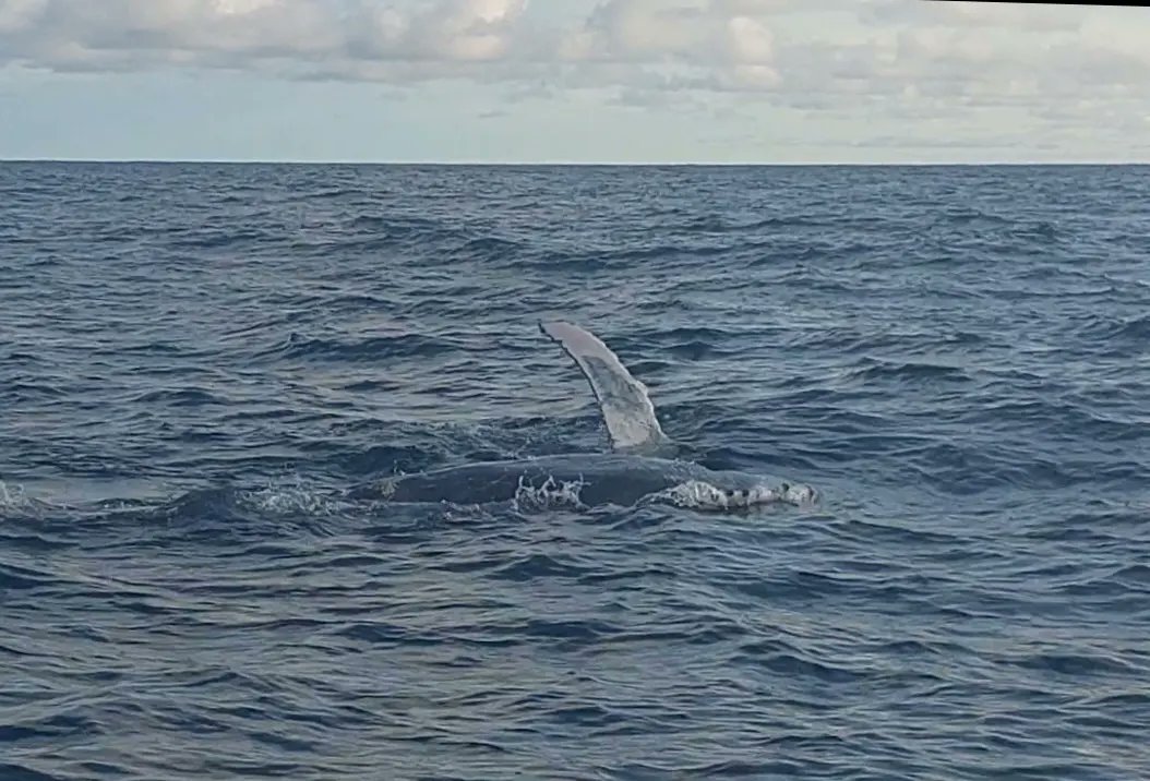 sonia118m's tweet photo. Mi visita a este paraíso colombiano, Parque Nacional Natural Uramba Bahía Málaga 🍃🌊🐋. https://t.co/gtY1eokjjM