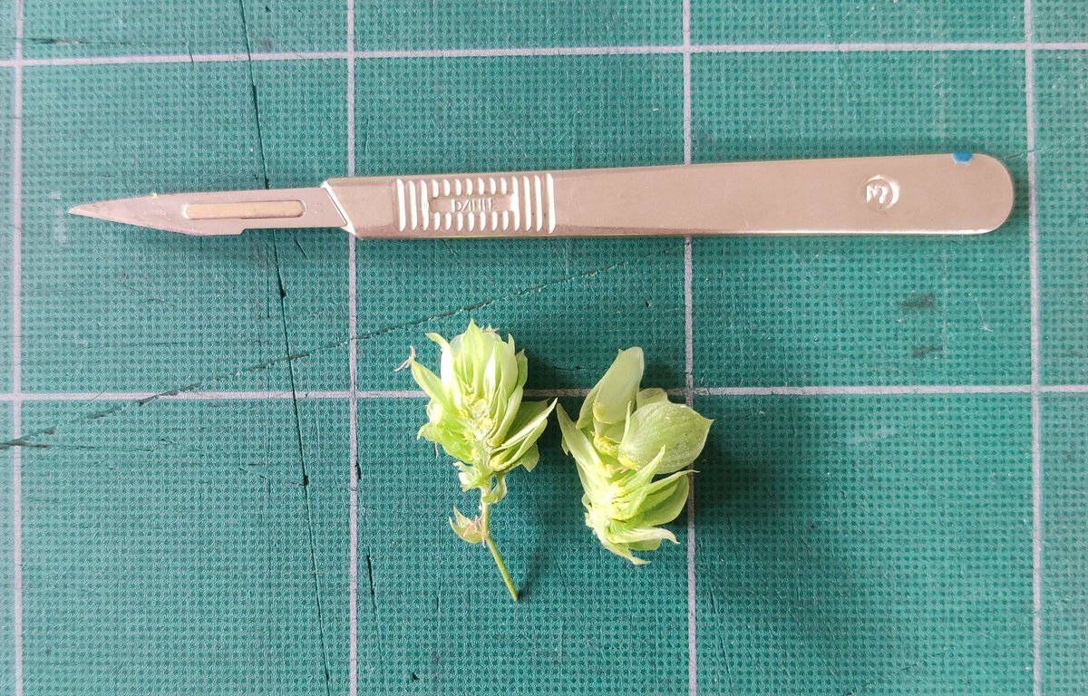 <a href="/BrixtonBeerCo/">Brixton Beer Co</a> <a href="/AnnBodkin/">Ann Bodkin</a> The operation went well, although I'm afraid the cone did not survive!
In the view of this hop newbie, the lupilin is a pale green/yellow colour and the pockets/sacks (?) of lupilin don't seem to have filled out yet. 
Some way to go, but happy to bow to greater experience.