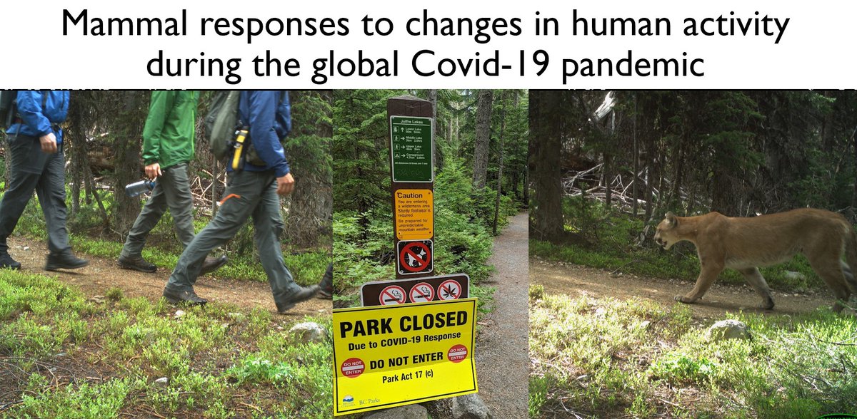 Did animals really roam wild during lockdowns in the early stages of the Covid-19 pandemic? Come to my #ESA2022 #CSEE2022 talk Thursday at 9:15 am in 514A to learn what I and 162 of my closest co-authors found from worldwide #cameratrap sampling during the #anthropause