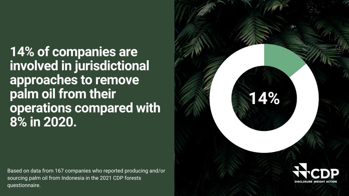 CDP's tweet photo. Not enough companies that source or produce palm oil in Indonesia have set traceability or deforestation certification targets. Even less are reporting on progress towards achieving these targets.
Read our detailed report: https://t.co/jnwE7HnGeA #palmoil https://t.co/Ppxmbg4lLg