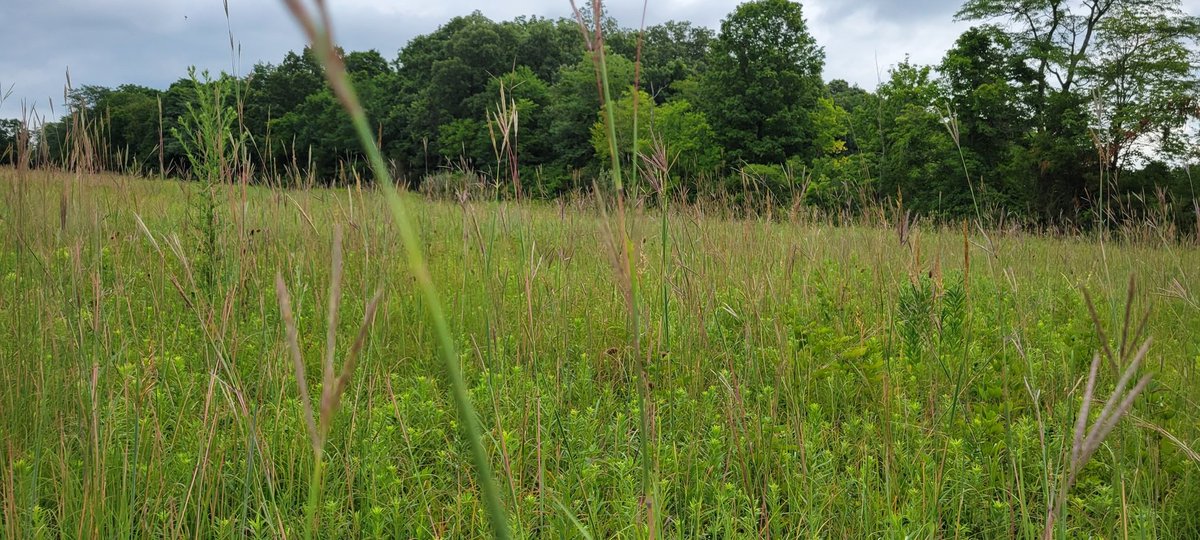 emilym_galloway's tweet photo. Let's talk about prairie restoration, legumes, rhizobia, and herbivory this evening at poster 52! #ESA2022 #CSEE2022 https://t.co/QjAie3Vp2d