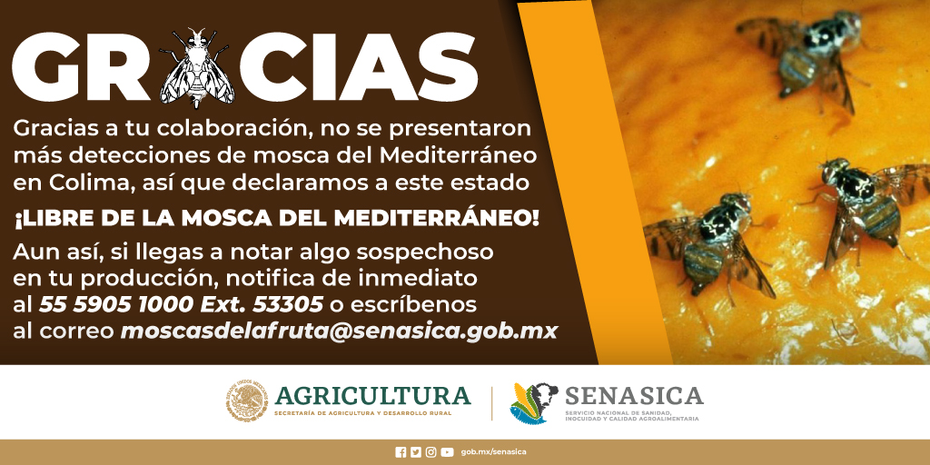 SENASICA's tweet photo. Se acabó la estancia de la mosca del Mediterráneo en Colima #Moscamed y no hay viaje de vuelta https://t.co/nseTg5GQC8