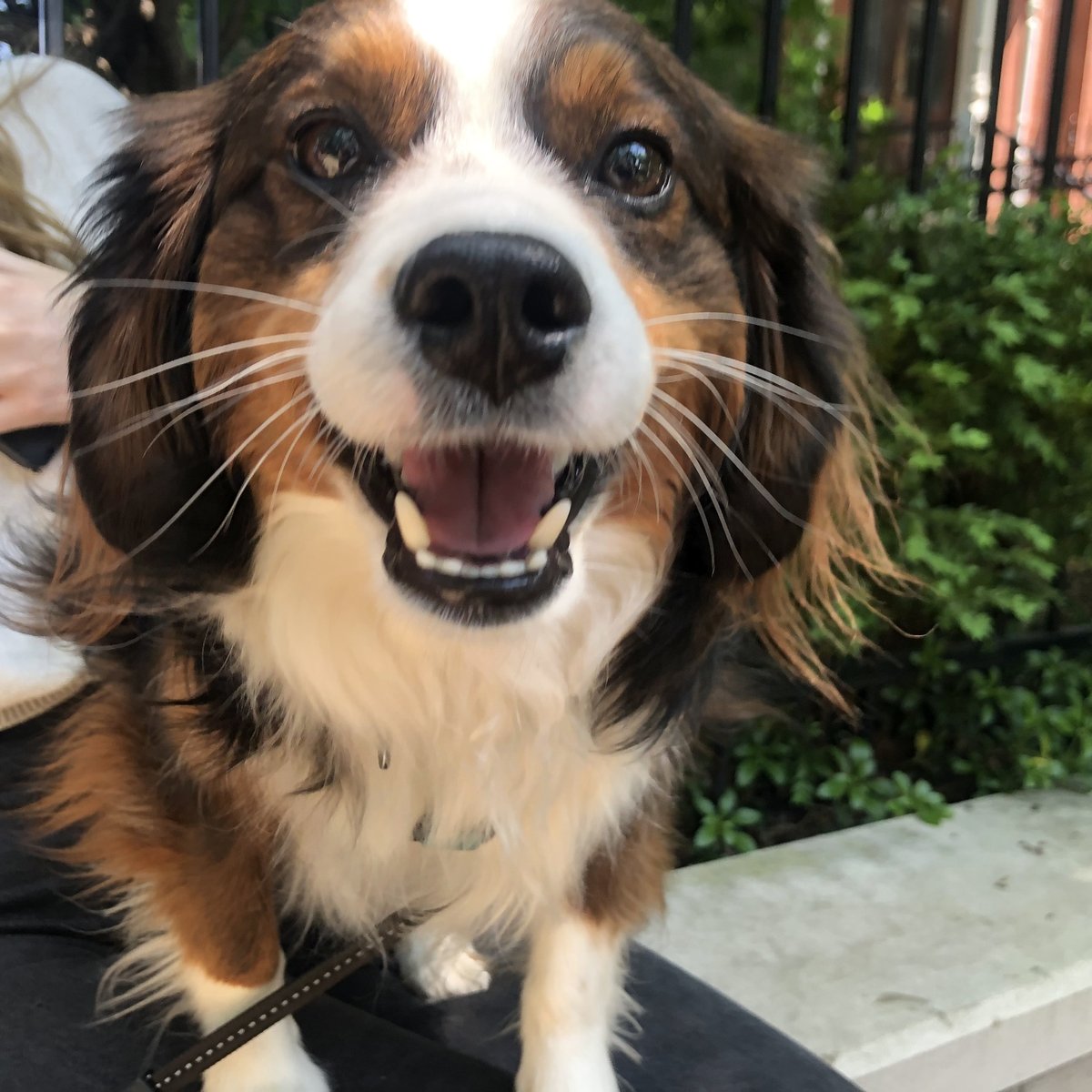 Did you know you can bring your four-legged friend to PorchFest Roscoe Village🎸🎹? Get your tickets by clicking the link in our bio or visit our website. Don't wait- tickets are selling fast! #roscoevillage #porchfest2022 #porchfest #roscoevillageneighbors #roscoevillagechicago