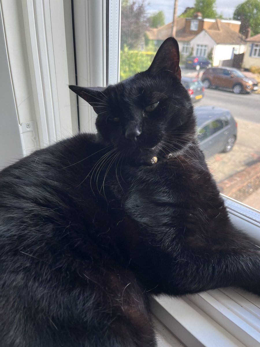 d4ve_j's tweet photo. Our very special Gizmo on #BlackCatAppreciationDay https://t.co/Iqds0k6sV1