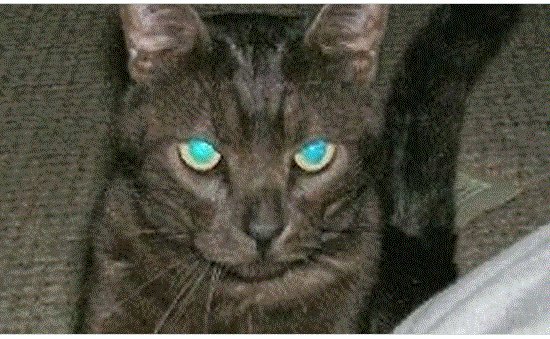 meloxidyl for cats reddit