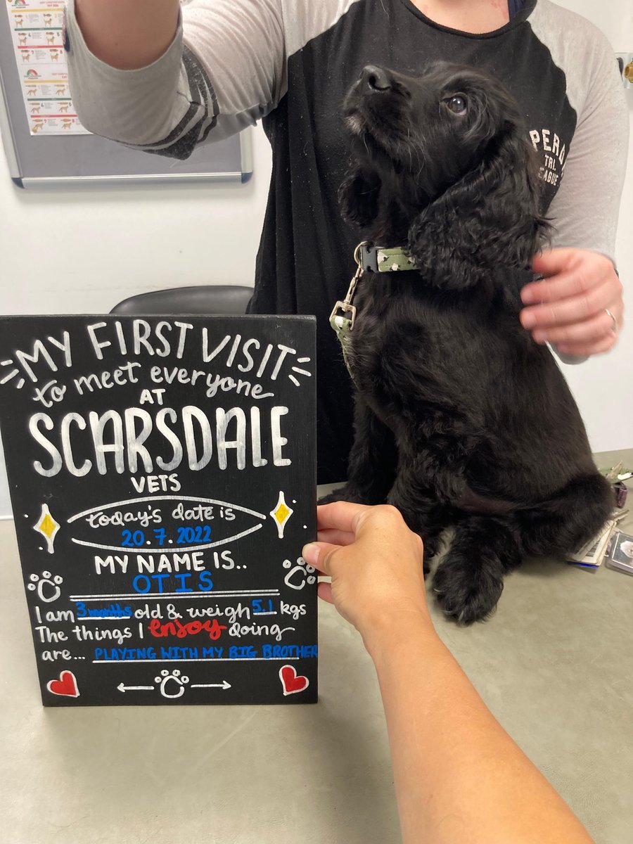 Otis came to see Helen and Francis at our Oakwood practice for a new pet check

We discussed nutrition, flea/worming, exercise and puppy classes! Otis was a lovely boy with a waggy tail as soon as he came in the door!

#ScarsdaleVets #dogs #vet