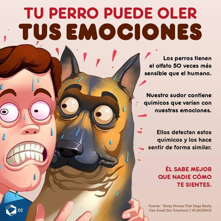 EduardoFloMa1's tweet photo. Hola buen día, cuando estás triste, con miedo o content@ sientes que tú perr@ también lo está?, Pues no estás tal mal porque puede oler tus emociones. Que te parece? Lo has notado? 🙂❤️🐶 #FelizMiercoles https://t.co/1iDxepLlgf